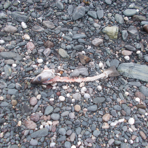 Washed-Up