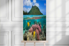 Reef-Fishes