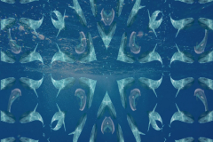 Sea-Creatures